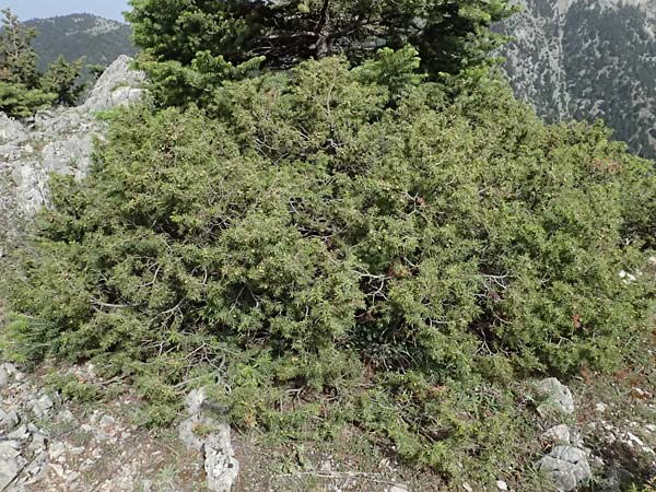 Juniperus deltoides \ Gro�fr�chtiger Stech-Wacholder / Large-Fruited Juniper, GR Peloponnes, Mt. Kyllini, Ziria 21.5.2024