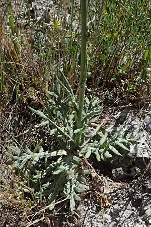 Jurinea mollis \ Weiche Silberscharte, Spinnweb-Bisamdistel, GR Peloponnes, Saitas 22.5.2024
