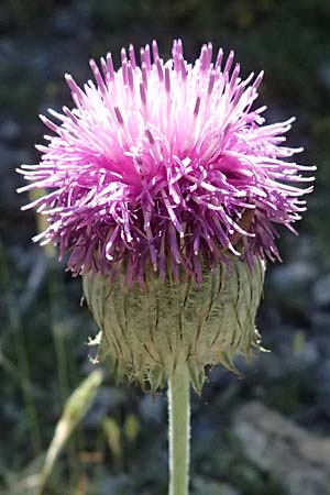 Jurinea mollis \ Weiche Silberscharte, Spinnweb-Bisamdistel, GR Peloponnes, Saitas 22.5.2024