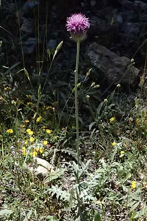Jurinea mollis \ Weiche Silberscharte, Spinnweb-Bisamdistel, GR Peloponnes, Saitas 22.5.2024