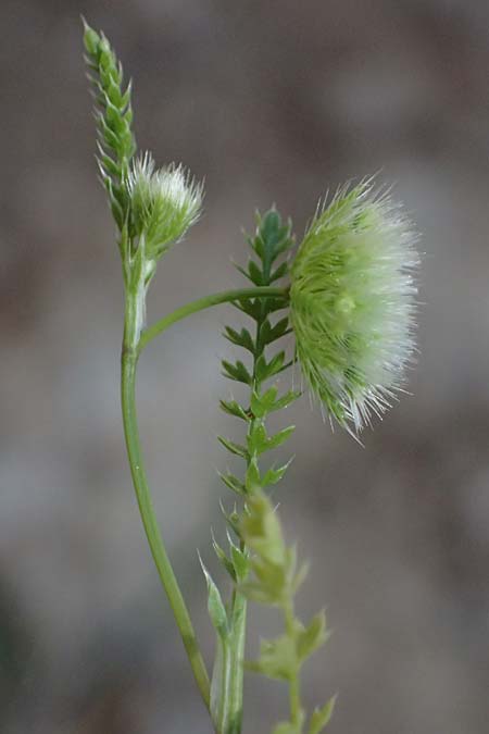 Lagoecia cuminoides \ Hasenk�mmel / Common Wild Cumin, GR Hymettos 11.4.2024