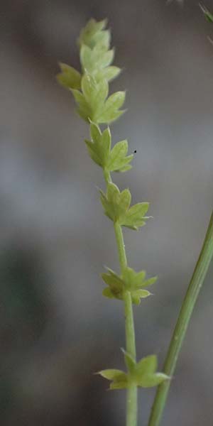 Lagoecia cuminoides \ Hasenk�mmel / Common Wild Cumin, GR Hymettos 11.4.2024