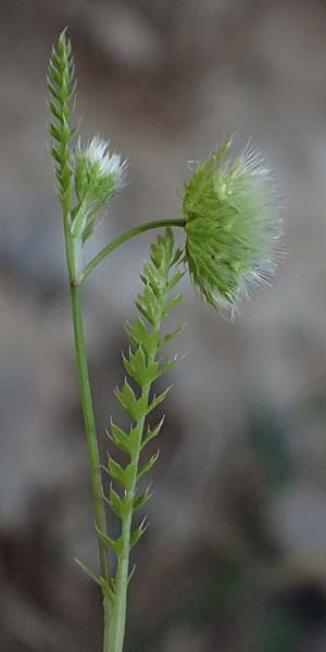 Lagoecia cuminoides \ Hasenk�mmel / Common Wild Cumin, GR Hymettos 11.4.2024