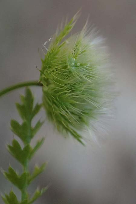 Lagoecia cuminoides \ Hasenk�mmel / Common Wild Cumin, GR Hymettos 11.4.2024