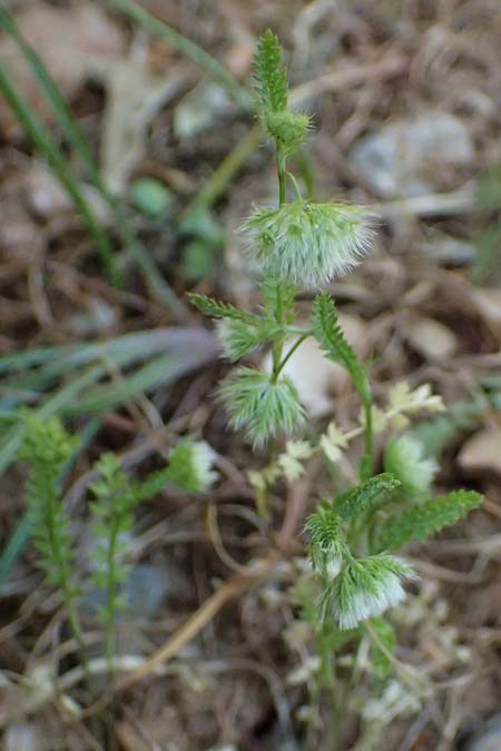 Lagoecia cuminoides \ Hasenk�mmel / Common Wild Cumin, GR Hymettos 11.4.2024