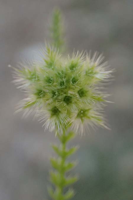 Lagoecia cuminoides \ Hasenk�mmel / Common Wild Cumin, GR Hymettos 11.4.2024