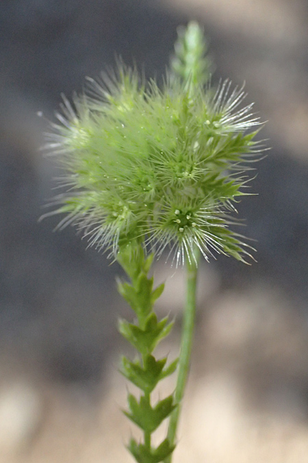 Lagoecia cuminoides \ Hasenk�mmel / Common Wild Cumin, GR Hymettos 11.4.2024
