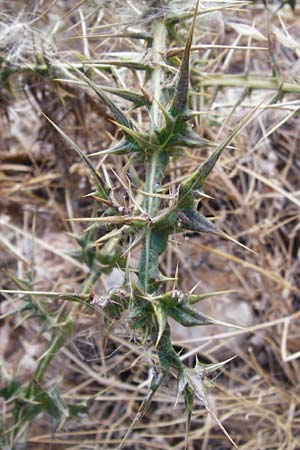 Echinops sphaerocephalus / Glandular Globe Thistle, GR Parnitha 1.9.2014
