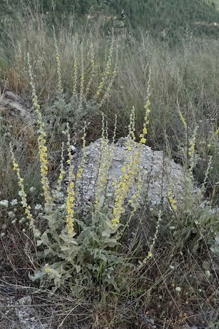 Verbascum undulatum \ Feinwellige Knigskerze / Wavy-Leaf Mullein, GR Peloponnes, Mt. Kyllini, Evrostina 19.5.2024
