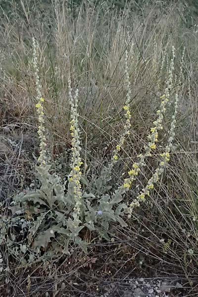 Verbascum undulatum \ Feinwellige Knigskerze / Wavy-Leaf Mullein, GR Peloponnes, Mt. Kyllini, Evrostina 19.5.2024
