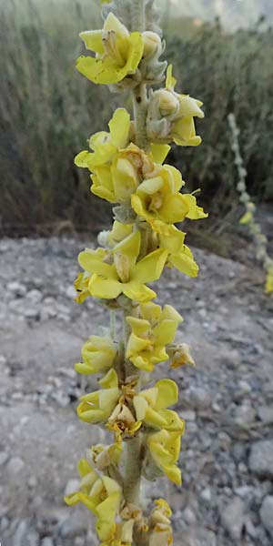 Verbascum undulatum \ Feinwellige Knigskerze / Wavy-Leaf Mullein, GR Peloponnes, Mt. Kyllini, Evrostina 19.5.2024