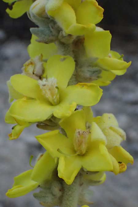 Verbascum undulatum \ Feinwellige Knigskerze / Wavy-Leaf Mullein, GR Peloponnes, Mt. Kyllini, Evrostina 19.5.2024