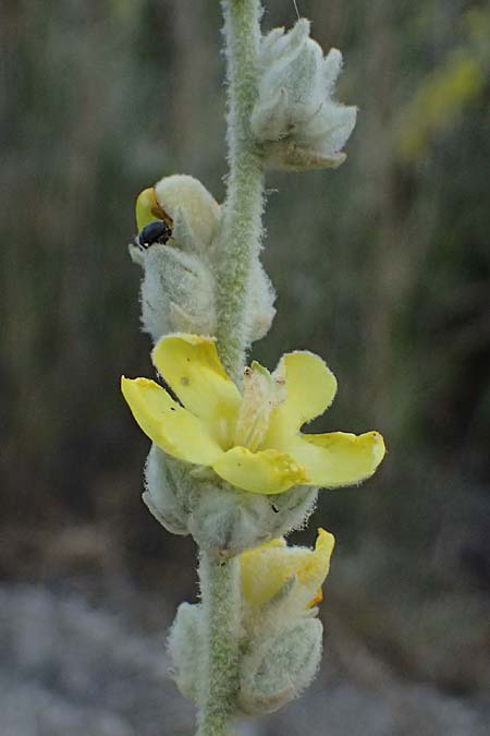 Verbascum undulatum \ Feinwellige Knigskerze / Wavy-Leaf Mullein, GR Peloponnes, Mt. Kyllini, Evrostina 19.5.2024