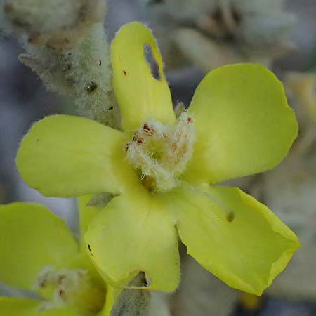 Verbascum undulatum \ Feinwellige Knigskerze / Wavy-Leaf Mullein, GR Peloponnes, Mt. Kyllini, Evrostina 19.5.2024