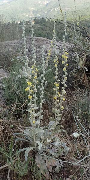 Verbascum undulatum \ Feinwellige Knigskerze / Wavy-Leaf Mullein, GR Peloponnes, Mt. Kyllini, Evrostina 19.5.2024