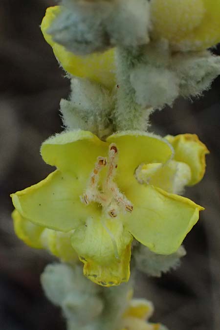Verbascum undulatum \ Feinwellige Knigskerze / Wavy-Leaf Mullein, GR Peloponnes, Mt. Kyllini, Evrostina 19.5.2024