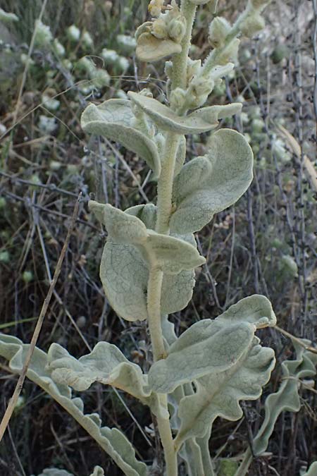 Verbascum undulatum \ Feinwellige Knigskerze / Wavy-Leaf Mullein, GR Peloponnes, Mt. Kyllini, Evrostina 19.5.2024