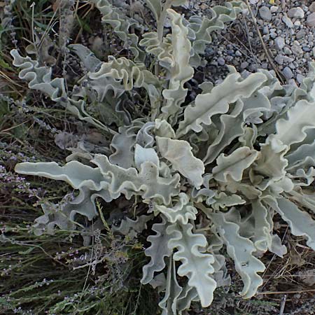 Verbascum undulatum \ Feinwellige Knigskerze / Wavy-Leaf Mullein, GR Peloponnes, Mt. Kyllini, Evrostina 19.5.2024