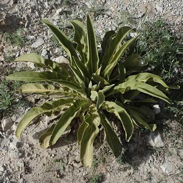 Verbascum speciosum subsp. megaphlomos \ Riesen-Knigskerze / Giant Mullein, GR Peloponnes, Mt. Kyllini, Ziria 21.5.2024