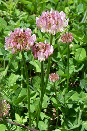 Trifolium repens forma roseum ? \ Rosa Wei-Klee, GR Zagoria, Kipi 18.5.2008