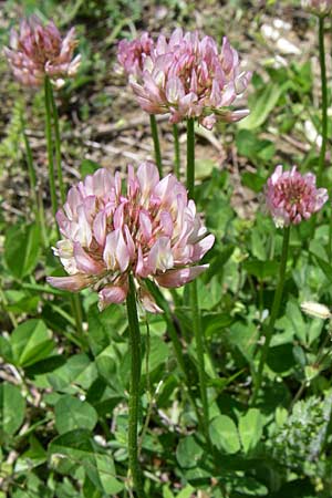 Trifolium repens forma roseum ? \ Rosa Wei-Klee, GR Zagoria, Kipi 18.5.2008