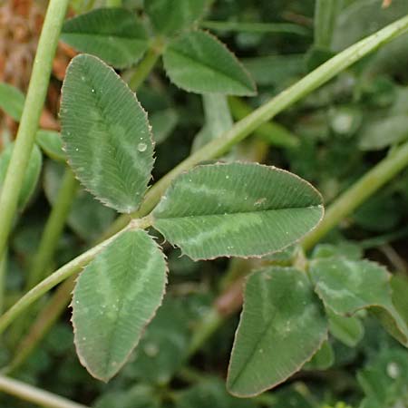 Trifolium physodes \ Geschwollener Klee, GR Peloponnes, Chelmos 18.5.2024