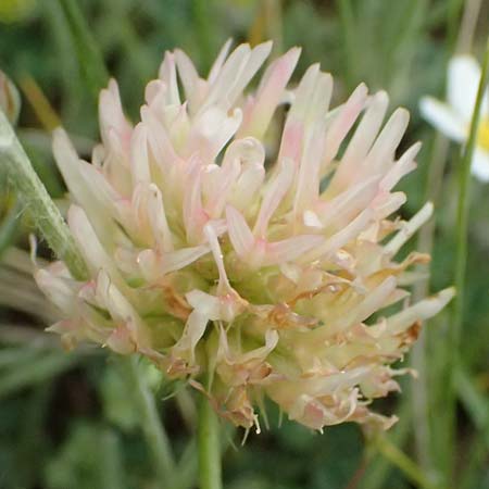 Trifolium physodes \ Geschwollener Klee, GR Peloponnes, Chelmos 18.5.2024