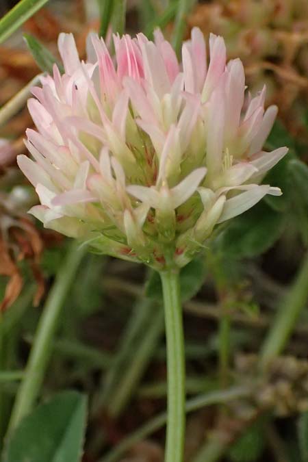 Trifolium physodes \ Geschwollener Klee, GR Peloponnes, Chelmos 18.5.2024