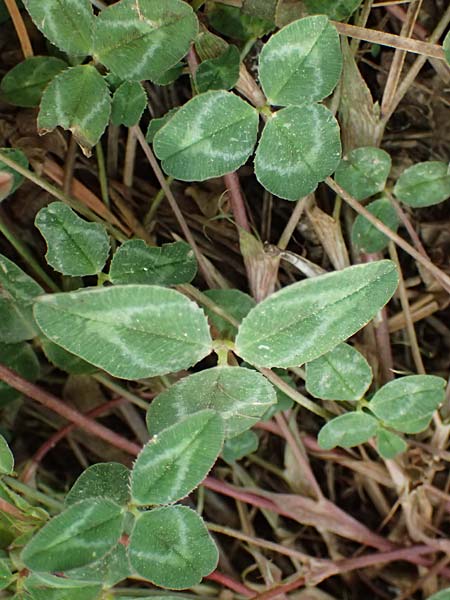 Trifolium physodes \ Geschwollener Klee, GR Peloponnes, Mt. Kyllini, Mesi Trikalon 21.5.2024