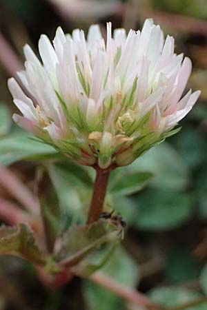 Trifolium physodes \ Geschwollener Klee, GR Peloponnes, Mt. Kyllini, Mesi Trikalon 21.5.2024