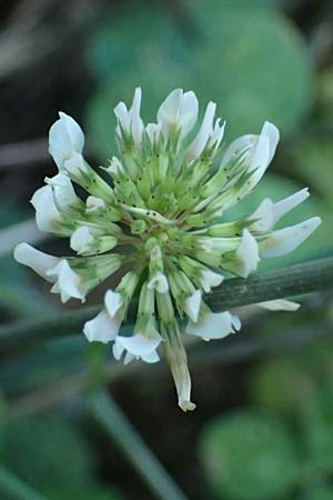 Trifolium nigrescens \ Schwarzwerdender Klee, GR Peloponnes, Chelmos, Klitoria 23.5.2024