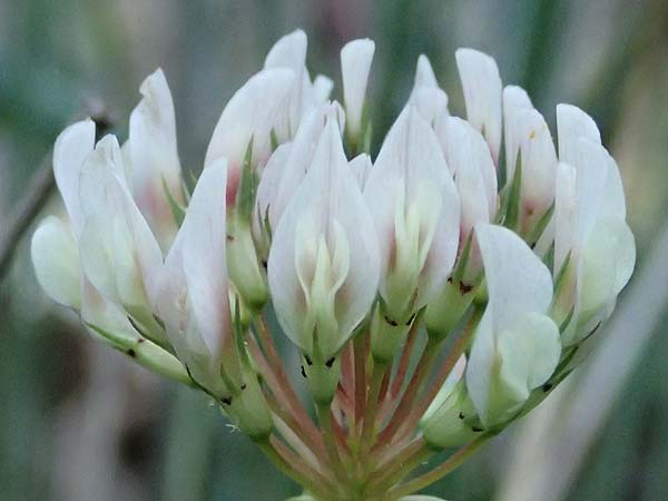 Trifolium nigrescens \ Schwarzwerdender Klee, GR Peloponnes, Chelmos, Klitoria 23.5.2024