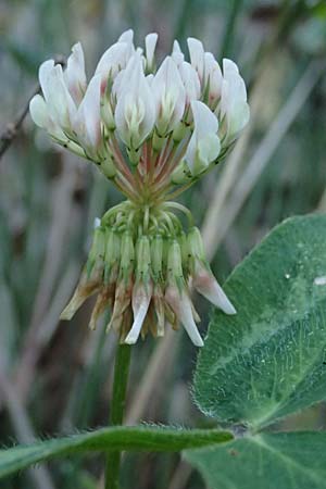 Trifolium nigrescens \ Schwarzwerdender Klee, GR Peloponnes, Chelmos, Klitoria 23.5.2024