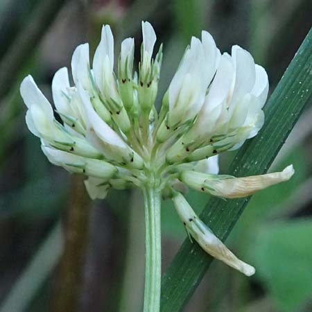 Trifolium michelianum \ Micheli-Klee / Micheli's Clover, GR Peloponnes, Chelmos, Klitoria 23.5.2024
