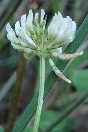 Trifolium nigrescens \ Schwarzwerdender Klee, GR Peloponnes, Chelmos, Klitoria 23.5.2024