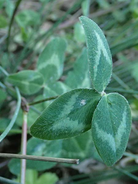 Trifolium nigrescens \ Schwarzwerdender Klee, GR Peloponnes, Chelmos, Klitoria 23.5.2024