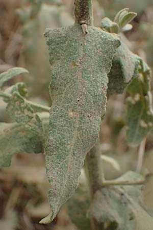 Verbascum sinuatum \ Gewelltblttrige Knigskerze / Wavyleaf Mullein, GR Peloponnes, Diakopto 20.5.2024