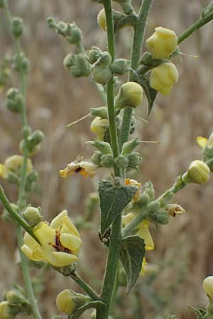 Verbascum sinuatum \ Gewelltblttrige Knigskerze / Wavyleaf Mullein, GR Peloponnes, Diakopto 20.5.2024