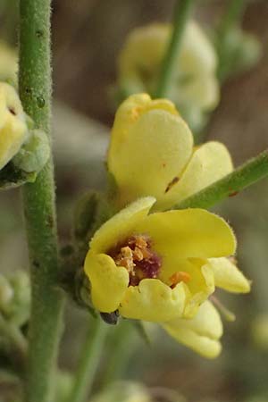 Verbascum sinuatum \ Gewelltblttrige Knigskerze / Wavyleaf Mullein, GR Peloponnes, Diakopto 20.5.2024
