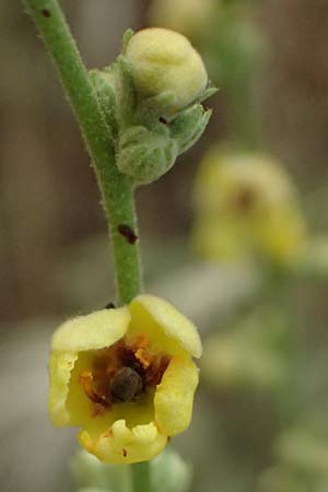 Verbascum sinuatum \ Gewelltblttrige Knigskerze / Wavyleaf Mullein, GR Peloponnes, Diakopto 20.5.2024