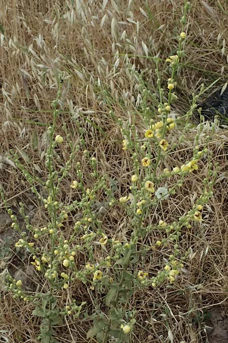 Verbascum sinuatum \ Gewelltblttrige Knigskerze / Wavyleaf Mullein, GR Peloponnes, Diakopto 20.5.2024