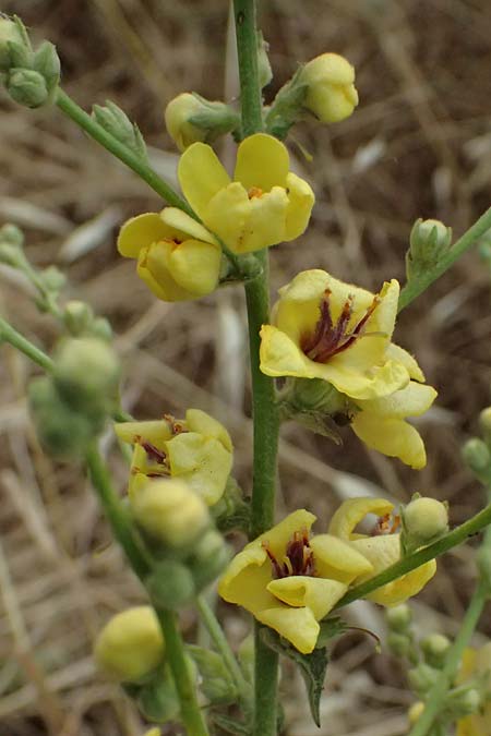 Verbascum sinuatum \ Gewelltblttrige Knigskerze / Wavyleaf Mullein, GR Peloponnes, Diakopto 20.5.2024