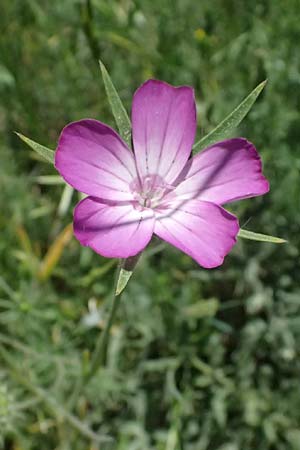 Agrostemma githago \ Korn-Rade, GR Peloponnes, Kalavryta 23.5.2024