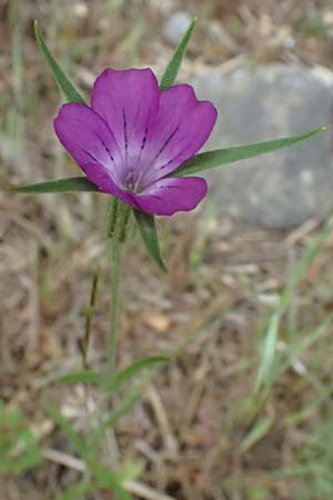Agrostemma githago \ Korn-Rade, GR Peloponnes, Taygetos 27.5.2024