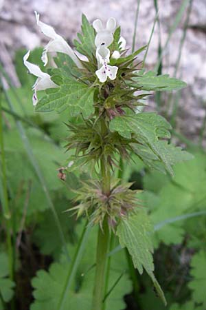 Lamium bifidum \ Zweispaltige Taubnessel, Balkan-Taubnessel / Balkan Dead-Nettle, GR Zagoria, Monodendri 15.5.2008