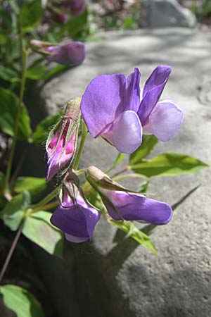 Lathyrus laxiflorus \ Lockerbltige Platterbse, GR Zagoria, Kipi 18.5.2008