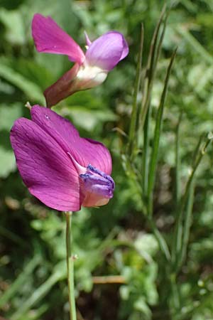 Lathyrus digitatus \ Fingerblttrige Platterbse / Finger-Leaved Vetchling, GR Peloponnes, Saitas 19.5.2024
