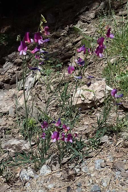 Lathyrus digitatus \ Fingerblttrige Platterbse / Finger-Leaved Vetchling, GR Peloponnes, Mt. Kyllini, Mesi Trikalon 21.5.2024