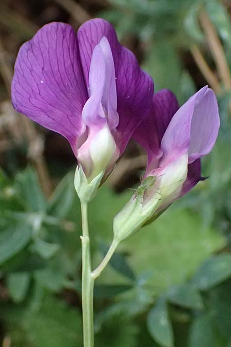 Lathyrus digitatus \ Fingerblttrige Platterbse / Finger-Leaved Vetchling, GR Peloponnes, Mt. Kyllini, Limni Dasiou 21.5.2024