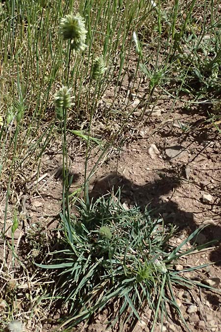 Lamarckia aurea \ Gold-Gras, GR Peloponnes, Kalavryta 23.5.2024
